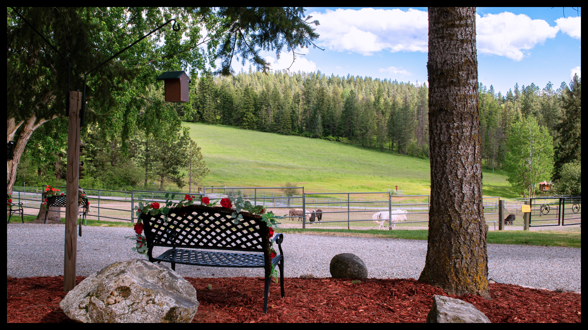 Shaded bench adorned with flowers overlooking alpacas and miniature horses grazing in a fenced pasture, with rolling green hills and forest beyond.