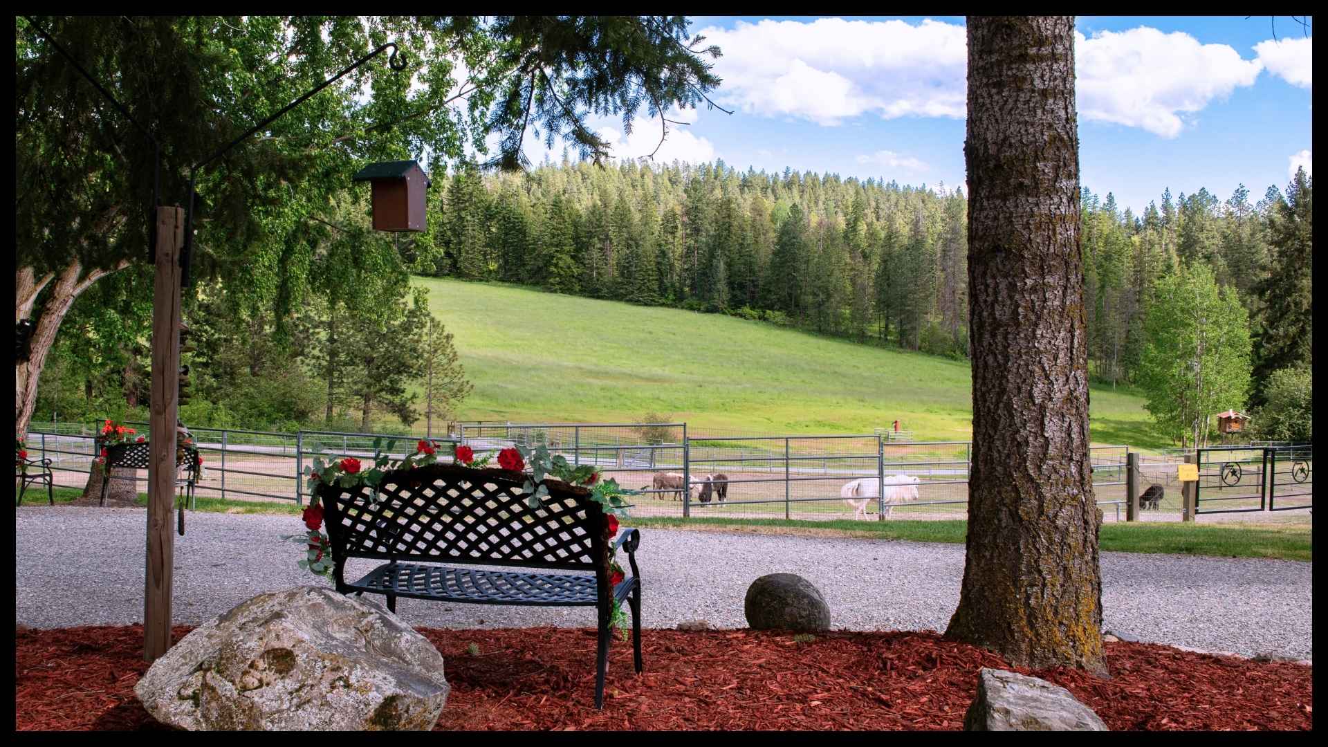 scenic ranch view from a shaded bench adorned with flowers, overlooking alpacas grazing in a green pasture surrounded by pine-covered hills