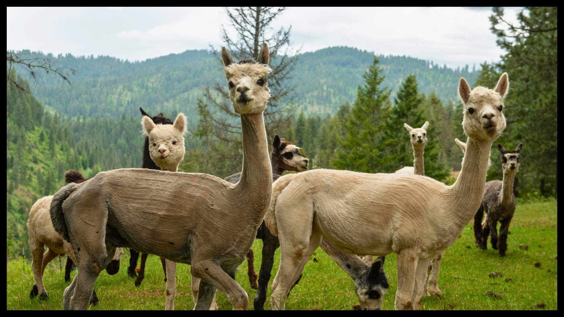 herd of alpacas grazing on lush pasture with scenic North Idaho mountain backdrop