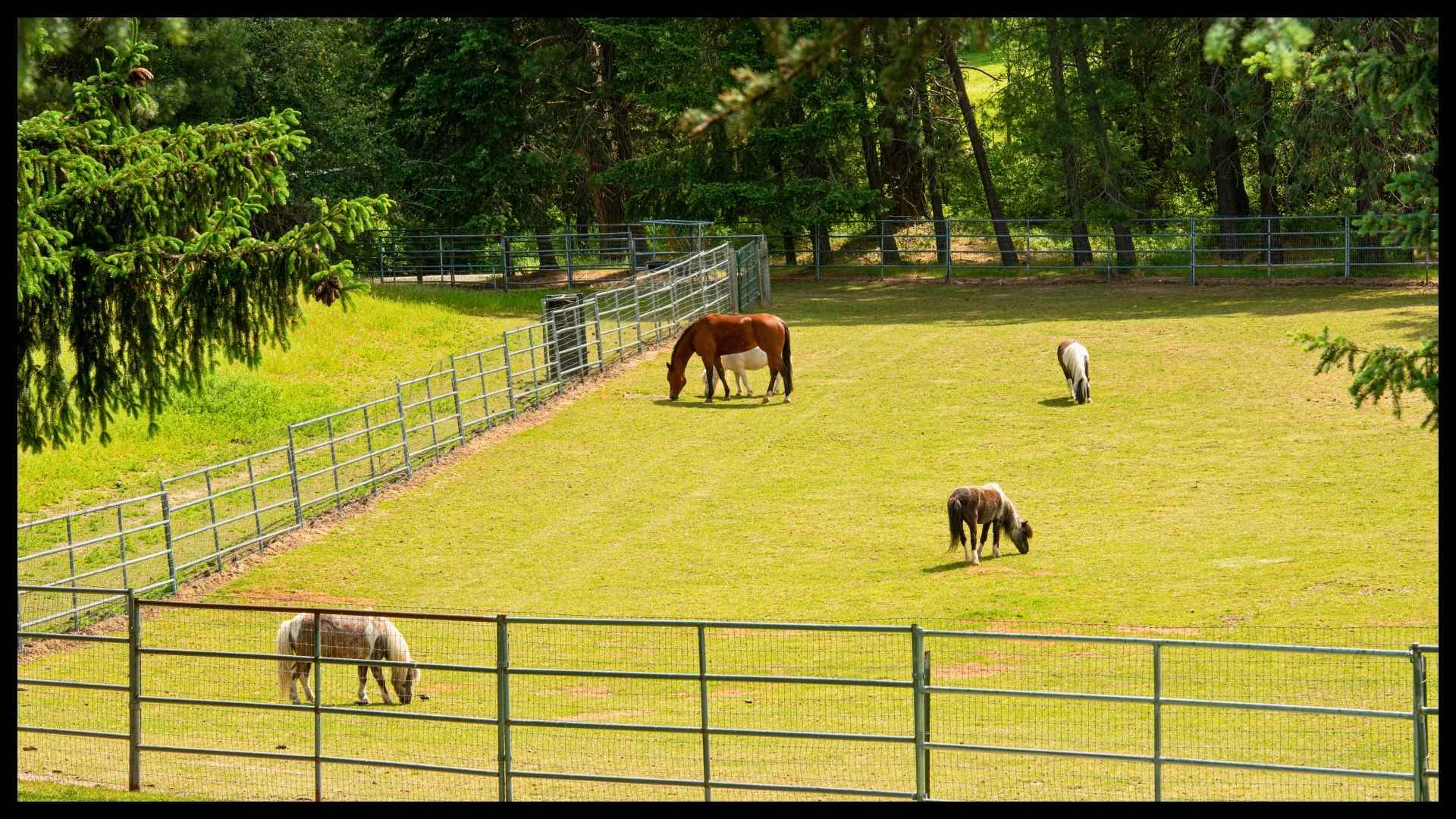 horses and ponies grazing in a fenced pasture on a scenic North Idaho ranch surrounded by evergreens