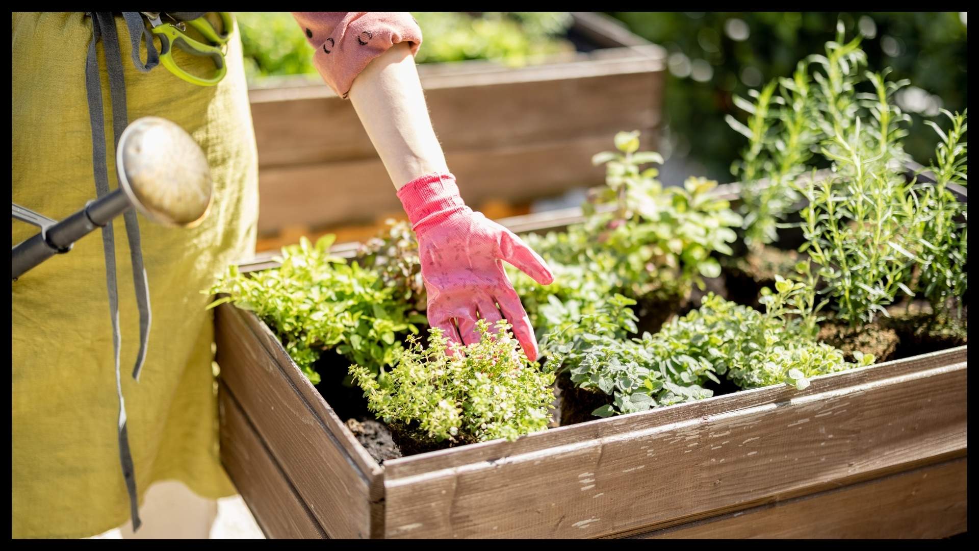 close-up of a person tending a raised bed herb garden, wearing pink gloves and surrounded by fresh green plants