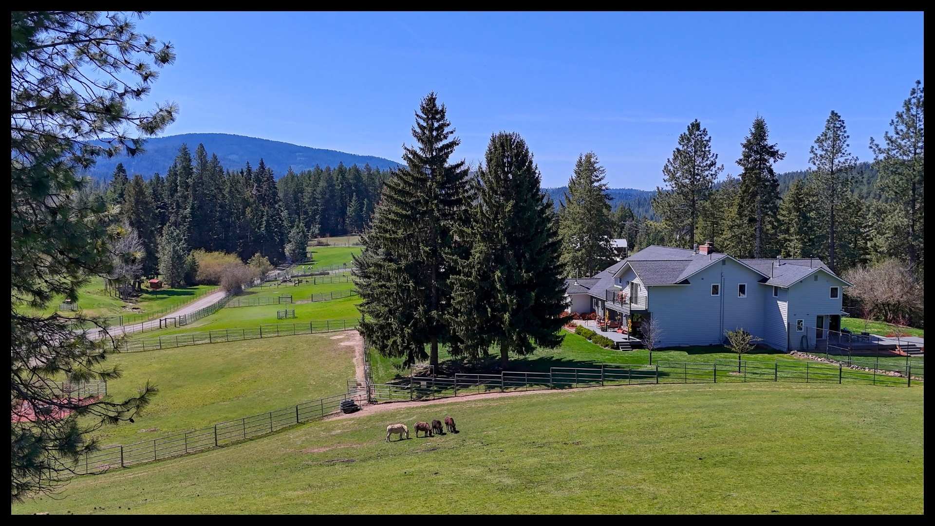 aerial view of the 36-acre Coeur d’Alene property featuring the main home, fenced pastures with grazing horses, mature trees, and surrounding forested hills under a clear blue sky