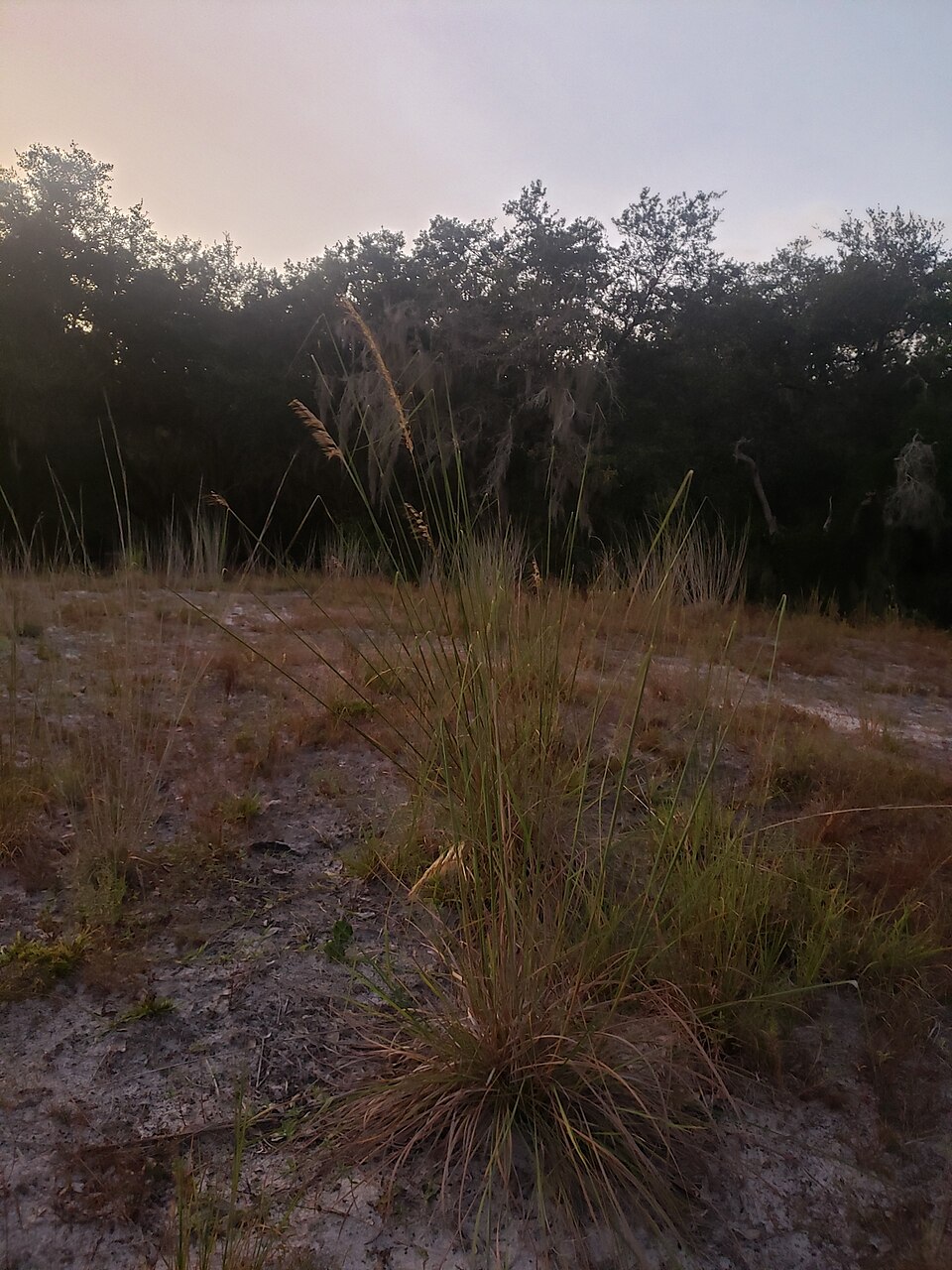 St Cloud, FL