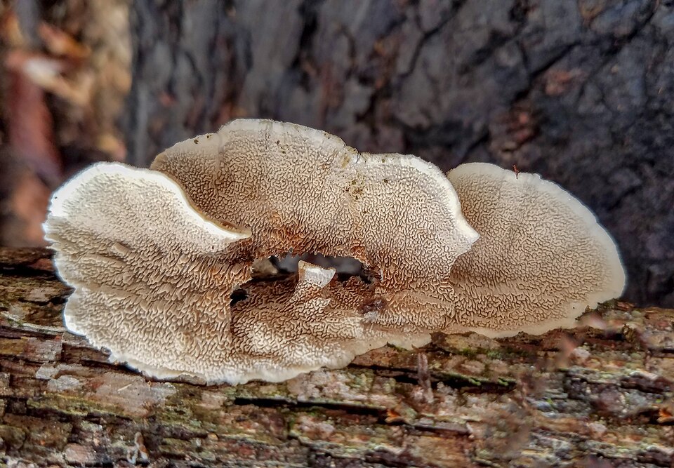 Bogart, GA